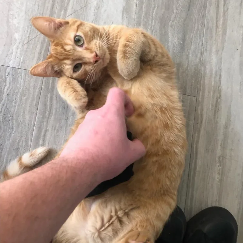 Garfield thumbnail 3