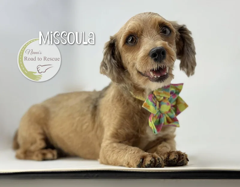 Missoula thumbnail 2