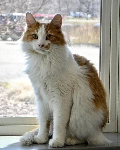 An adult small-sized male Domestic Long Hair cat named Yoda for adoption in West Seneca, NY