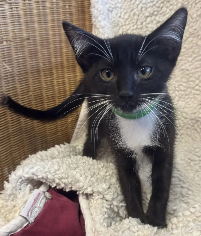 A baby small-sized female Black & White / Tuxedo Tuxedo cat named Snowball for adoption in Walnut Creek, CA
