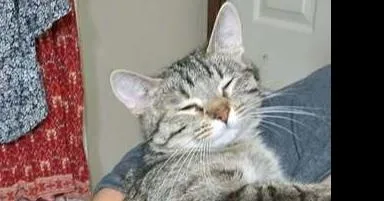 An adult medium-sized female Domestic Short Hair cat named Pippa Ship for adoption in Peoria, IL