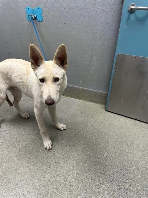 A young large-sized male German Shepherd Dog dog named Monkey for adoption in Las Vegas, NV