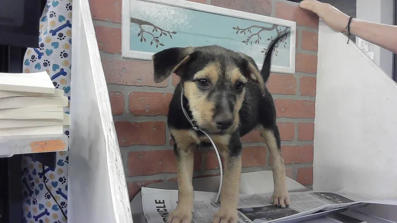 A baby small-sized female German Shepherd Dog dog named Kylie for adoption in Houston, TX