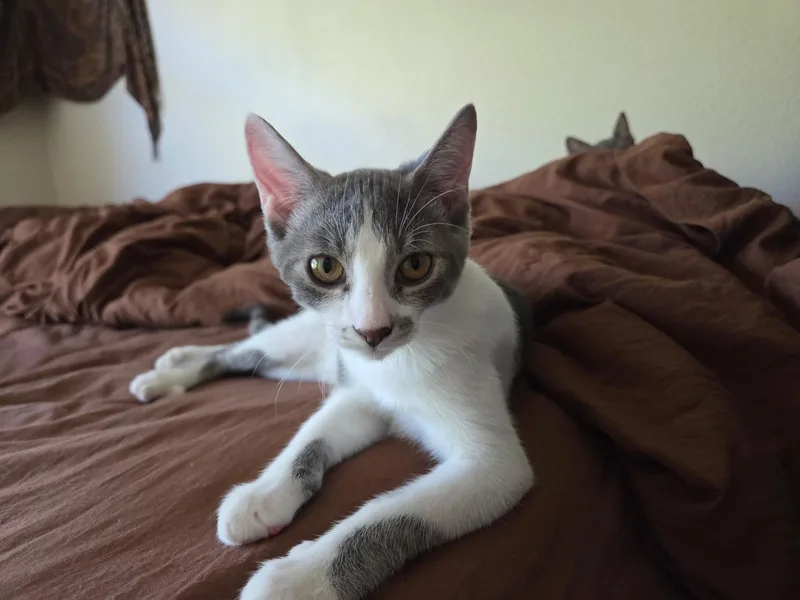 A baby medium-sized female Tabby (Gray / Blue / Silver) Domestic Short Hair cat named Poppi for adoption in Davis, CA