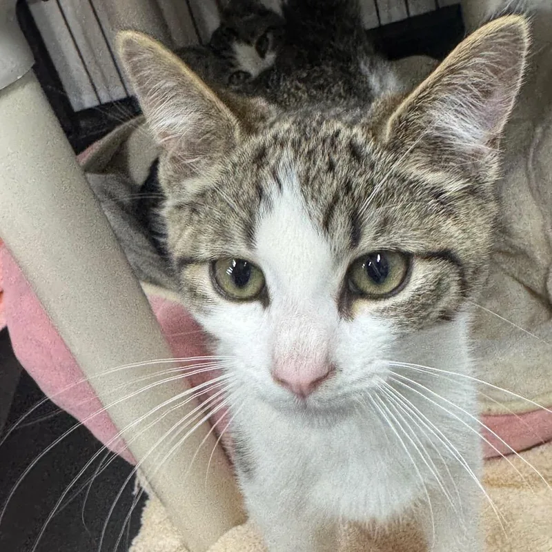 A baby small-sized male Gray / Blue / Silver Domestic Short Hair cat named Fortune Cookie for adoption in Ridgely, MD