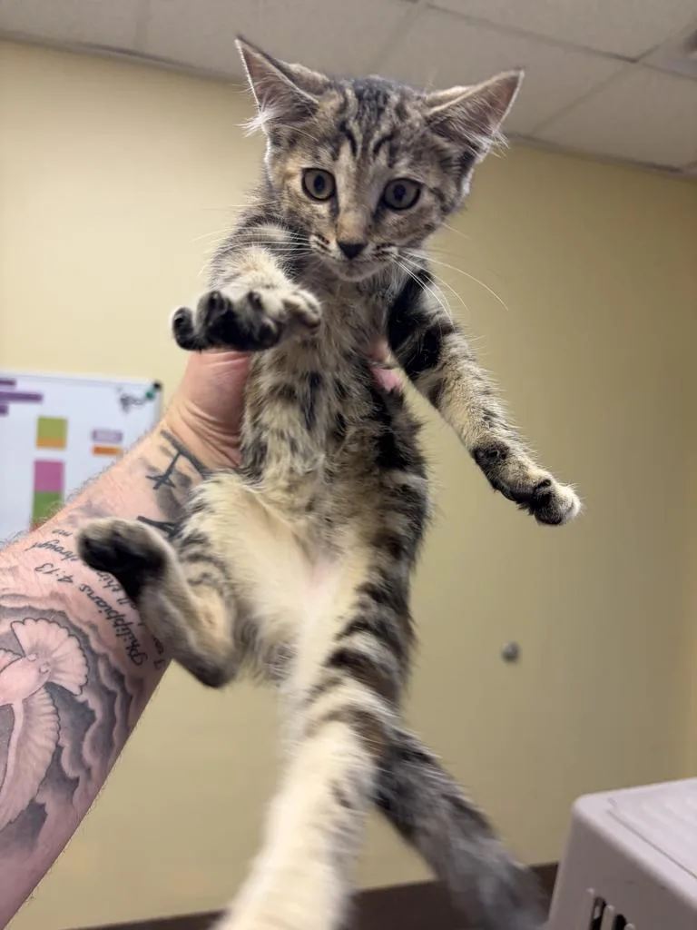 A baby medium-sized female Domestic Short Hair cat named Sax for adoption in Florence, SC
