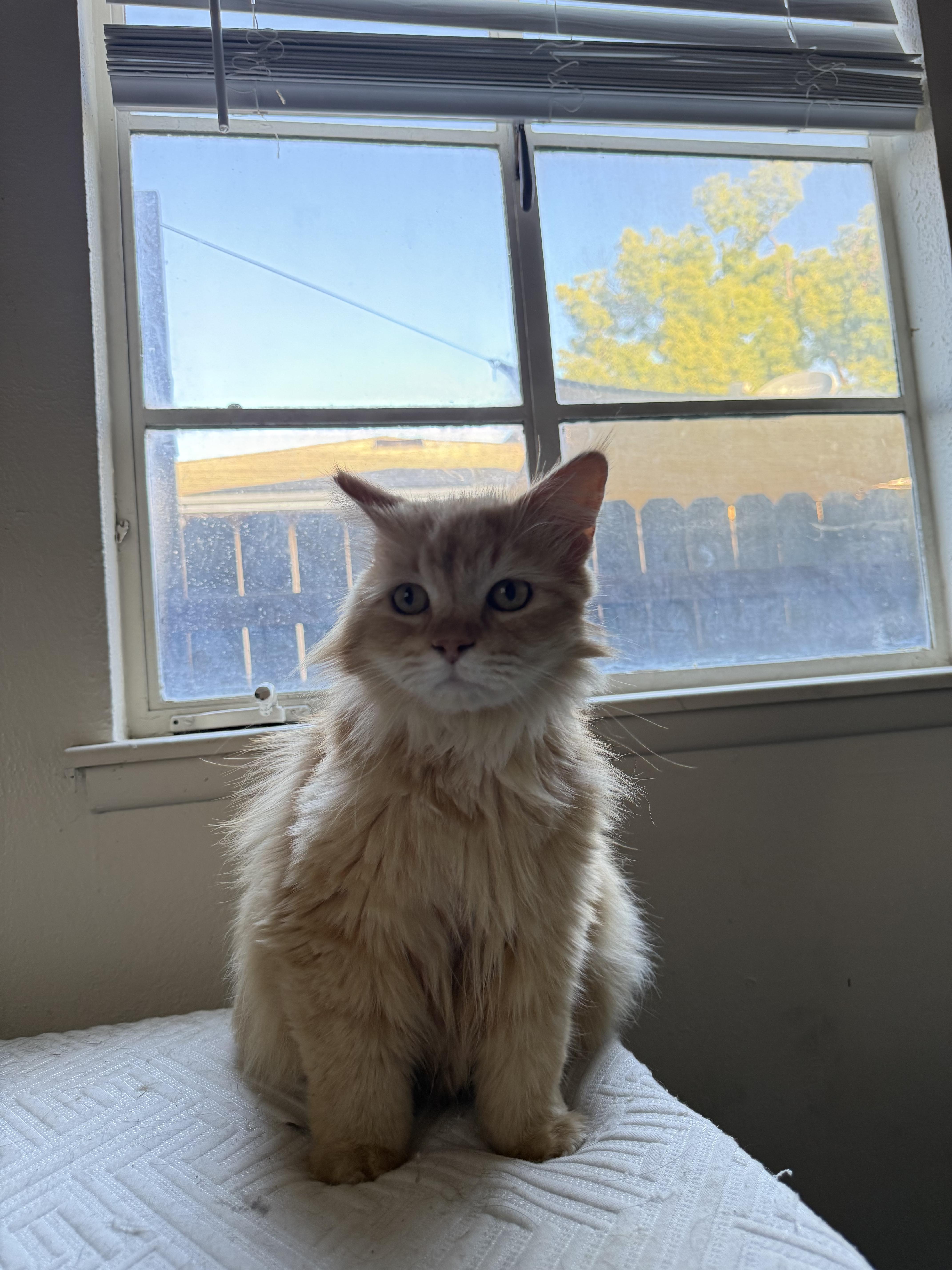 An adult large-sized male Orange / Red Maine Coon cat named Sugar for adoption in Fresno, CA