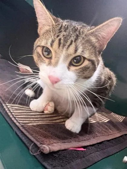 An adult small-sized male Brown / Chocolate Domestic Short Hair cat named Luigi for adoption in El Paso, TX