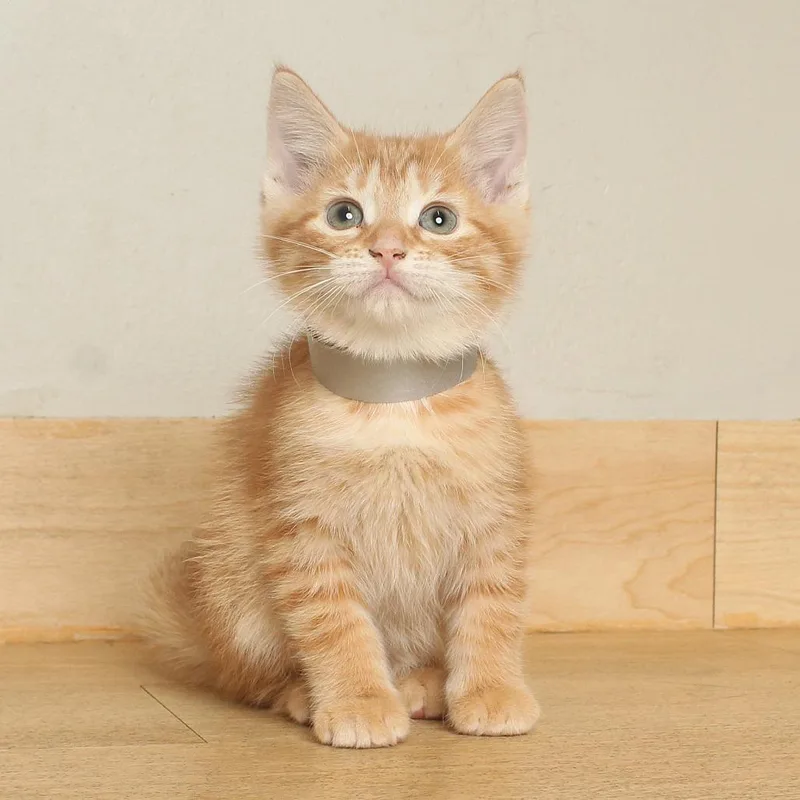 A baby small-sized female Orange / Red Domestic Short Hair cat named Slink C for adoption in Minnetonka, MN