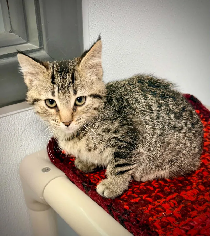 A baby small-sized male Tabby (Brown / Chocolate) Domestic Short Hair cat named Mushu for adoption in Kalamazoo, MI