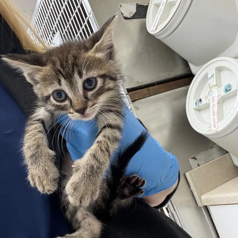 A baby small-sized female Brown / Chocolate Domestic Short Hair cat named Daisy for adoption in Bastrop, TX