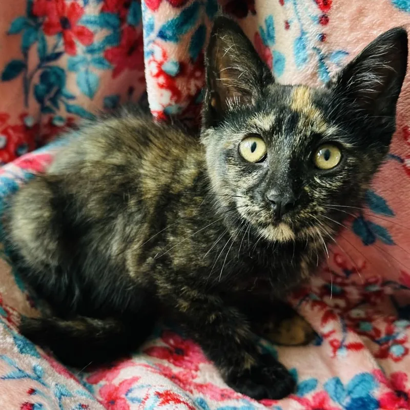A baby small-sized female Black Domestic Short Hair cat named Brenna for adoption in Santa Fe, TX