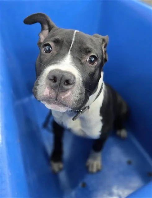 A baby large-sized female Mixed Breed dog named Beverly for adoption in Dallas, TX