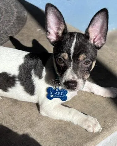 A baby small-sized male Chihuahua dog named Chip for adoption in Corona, CA