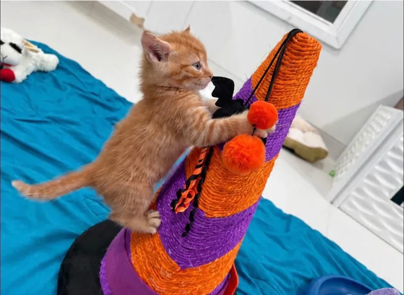 A baby medium-sized male Tabby (Orange / Red) Tabby cat named Adam for adoption in Blanch, NC