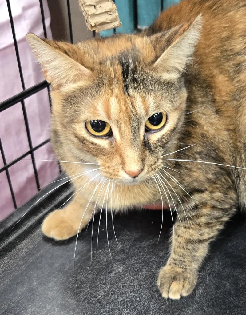 A young medium-sized female Torbie Domestic Short Hair cat named Vogue for adoption in Mokena, IL