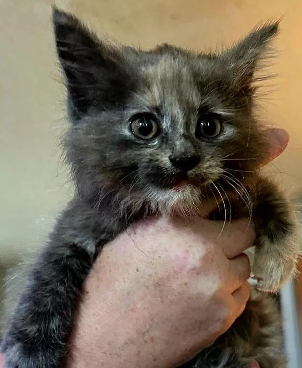 A young medium-sized female Dilute Tortoiseshell cat named Delaney for adoption in Johnson City, TN