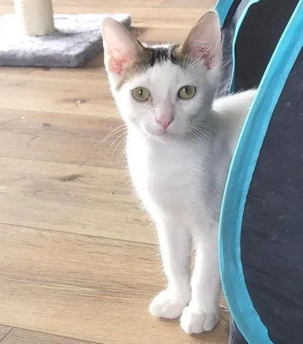 Skittles thumbnail 3