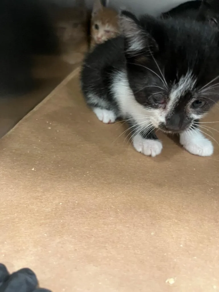 A baby large-sized female Domestic Short Hair cat named Peggy for adoption in Cartersville , GA