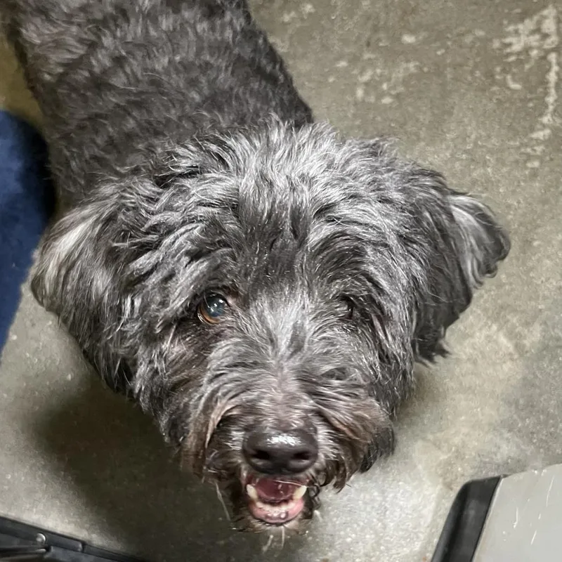 A senior small-sized male Gray / Blue / Silver Maltese dog named MaximilianPanda for adoption in Palm Springs, CA