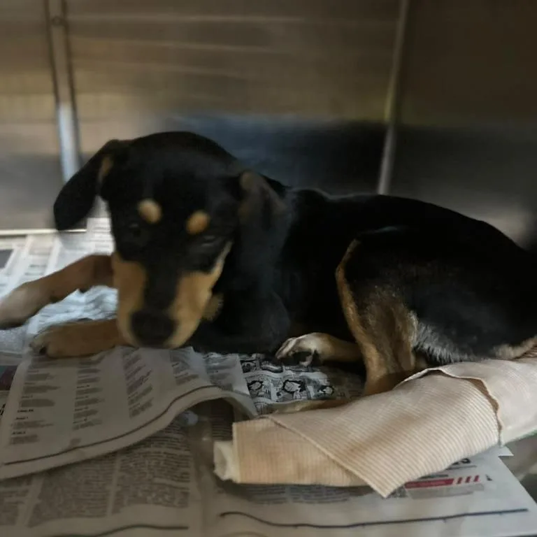 A young medium-sized female Black Mixed Breed dog named Limpy for adoption in Gadsden, AL