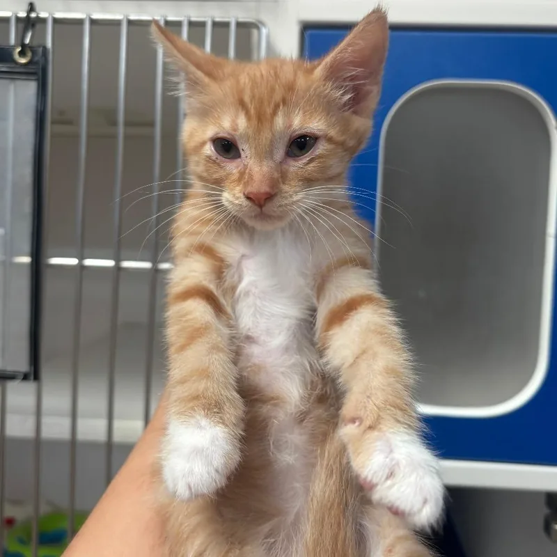 A baby small-sized female Orange / Red Domestic Short Hair cat named Donut for adoption in Riverside, CA