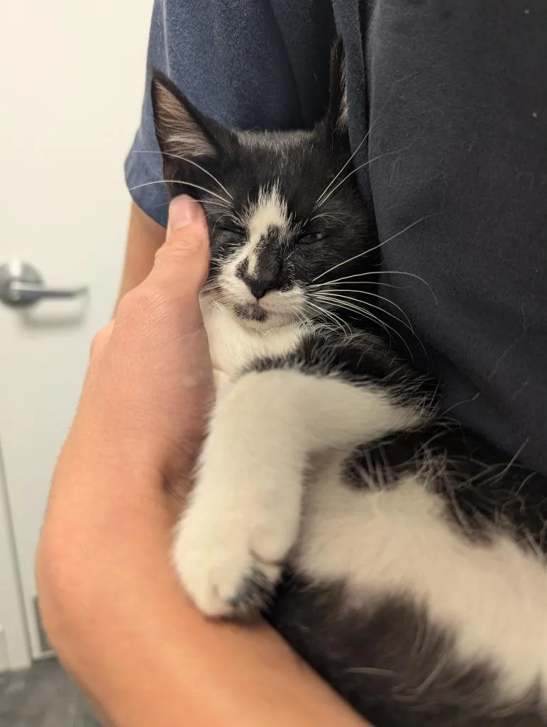 A baby medium-sized male Domestic Short Hair cat named Aaron for adoption in St. Cloud, MN