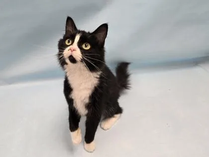 A young small-sized female Domestic Long Hair cat named Lois Lane for adoption in Coon Rapids, MN