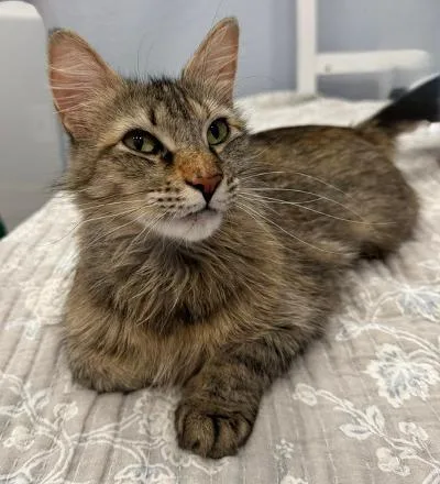 An adult medium-sized female Brown / Chocolate Domestic Medium Hair cat named Baliey for adoption in Las Vegas, NV