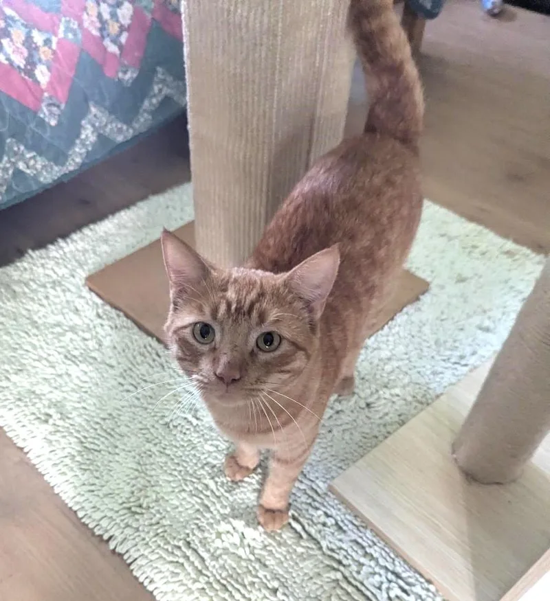 A young large-sized male Tabby cat named Burglar Easygoing Sweet for adoption in Plano, TX