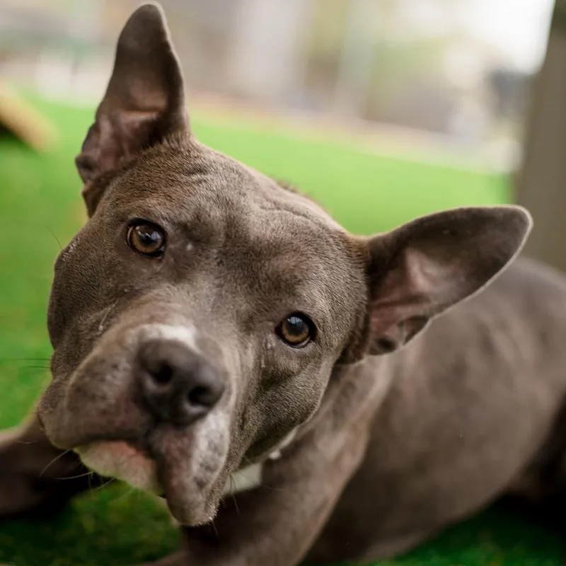 A young medium-sized female Gray / Blue / Silver English Bulldog dog named Violet for adoption in Warwick, RI
