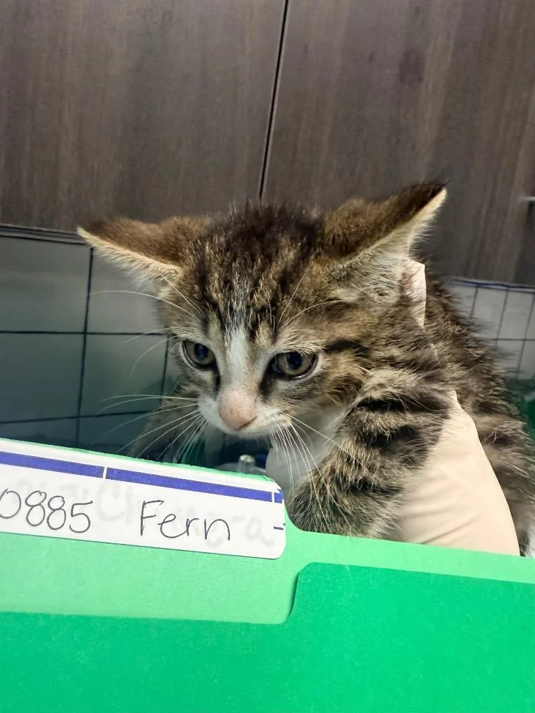 A baby medium-sized female Domestic Short Hair cat named Fern for adoption in Huntington, IN