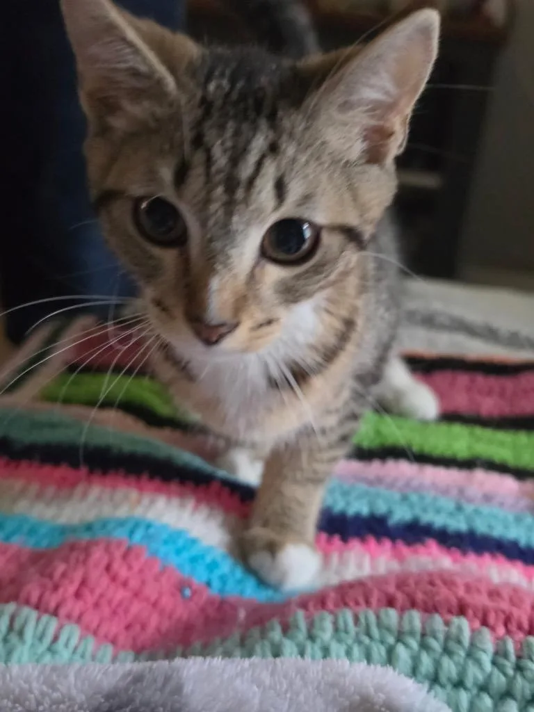 A baby small-sized male Domestic Short Hair cat named Steam for adoption in Gorham, ME