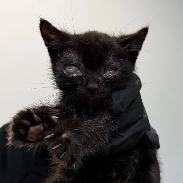 A baby small-sized male Domestic Short Hair cat named Jetsam for adoption in San Diego, CA