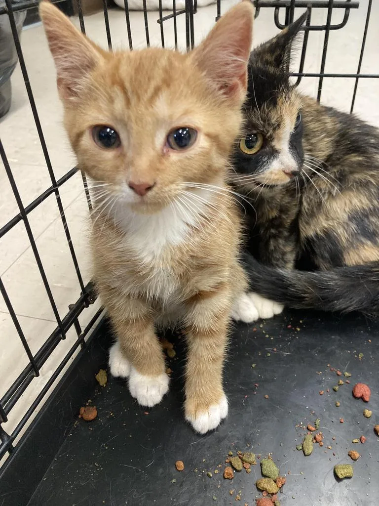 A baby medium-sized male Domestic Short Hair cat named Fawn for adoption in Burnsville, NC