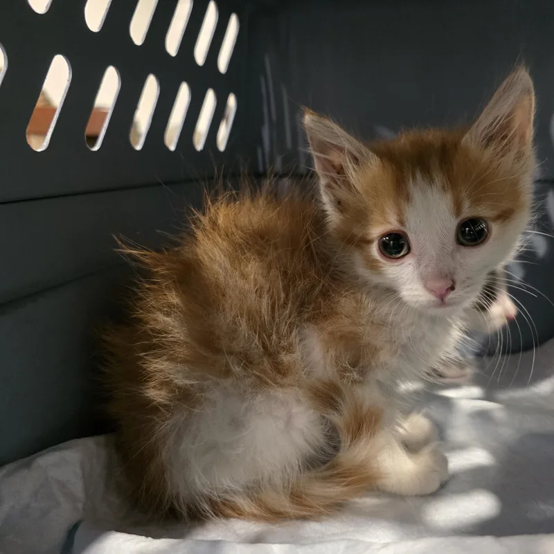 A baby medium-sized male Orange / Red Domestic Medium Hair cat named Sunny for adoption in Moriches, NY