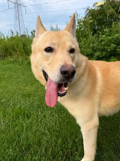 A young large-sized male Yellow / Tan / Blond / Fawn German Shepherd Dog dog named Timmy for adoption in Tinley Park, IL