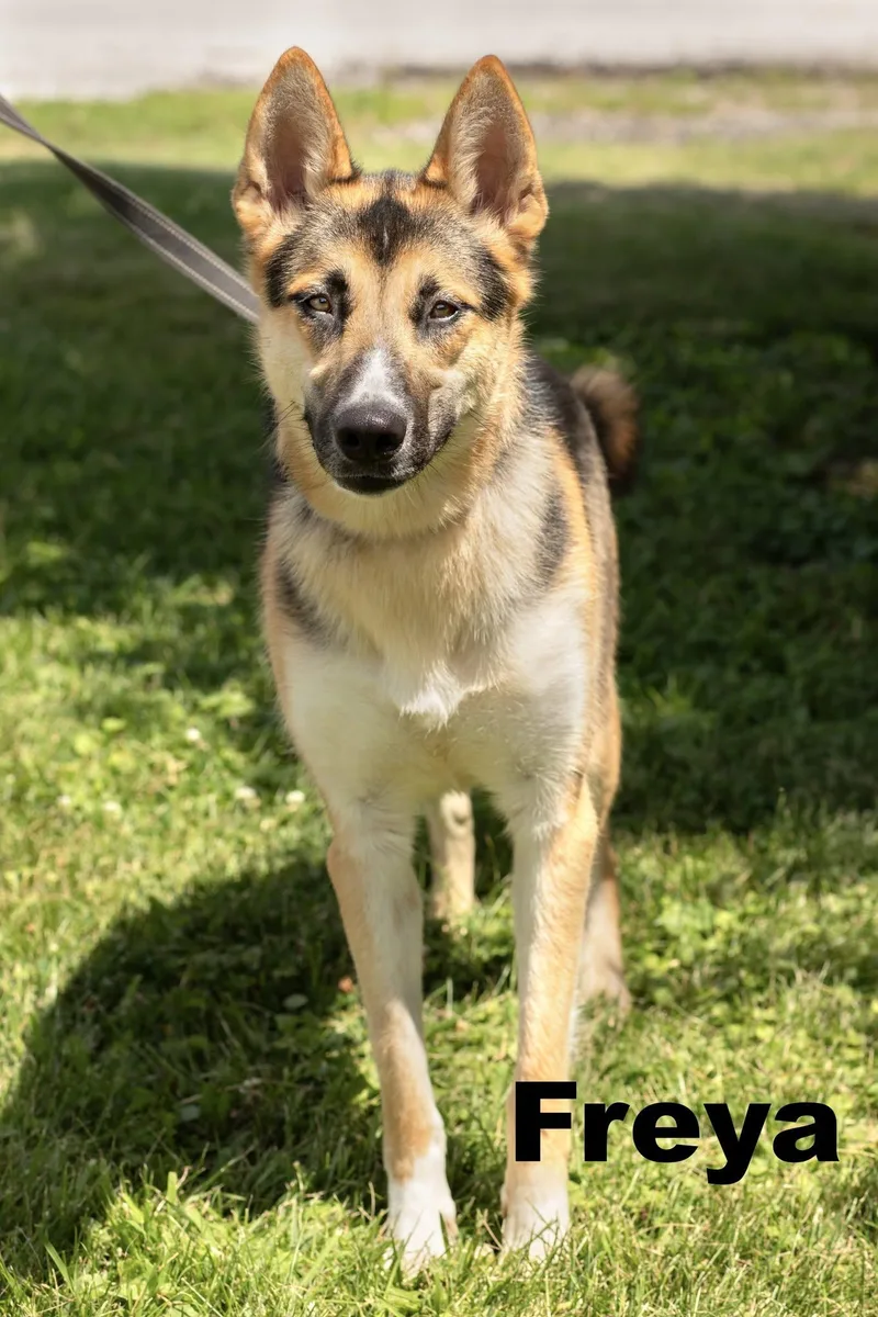 A young medium-sized female Black German Shepherd Dog dog named Freya for adoption in Macomb, IL