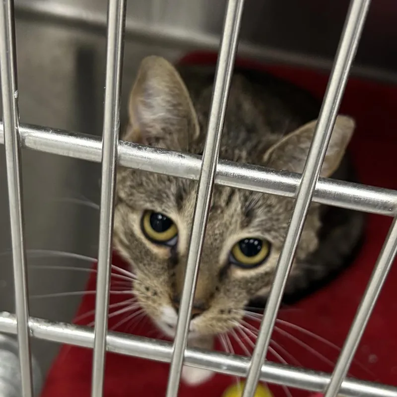 A young small-sized female Brown / Chocolate Domestic Short Hair cat named Aubrey for adoption in Hannibal, MO