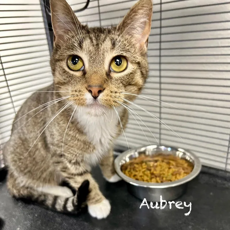 Aubrey thumbnail 2
