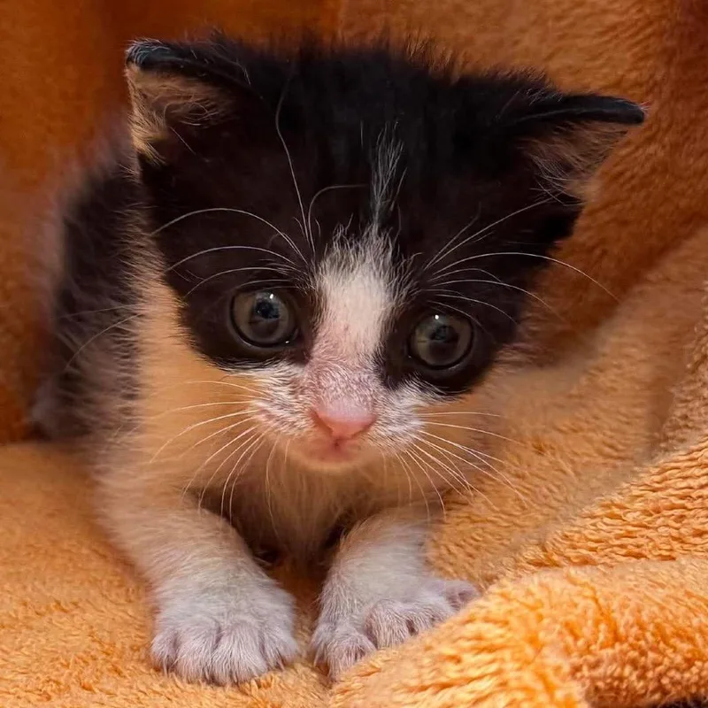 A baby small-sized male Black Domestic Short Hair cat named Bandit for adoption in Nashville, TN