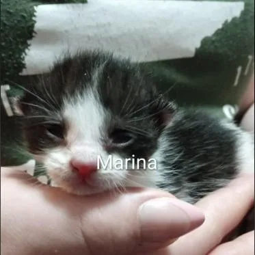 Bandit thumbnail 3