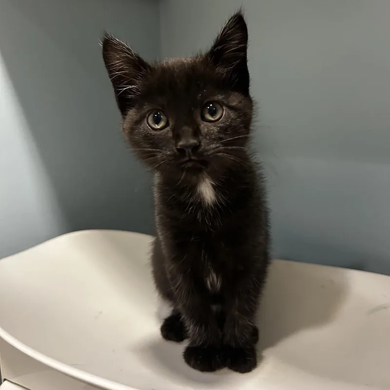 A baby small-sized female Black Domestic Short Hair cat named Lasagna for adoption in Chattanooga, TN