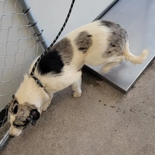 A baby medium-sized female White / Cream Mixed Breed dog named Honey for adoption in Las Cruces, NM