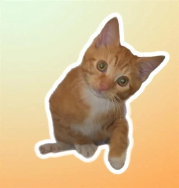 A baby small-sized male Domestic Short Hair cat named Leo for adoption in Sarasota, FL