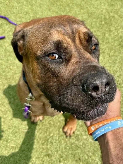 An adult extra large-sized female Brown / Chocolate Mixed Breed dog named Queen Elizabeth for adoption in Wichita, KS