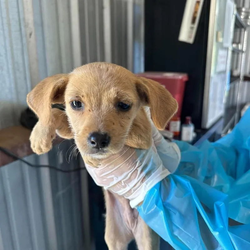 A baby small-sized female Chihuahua dog named Diamond for adoption in Bastrop, TX