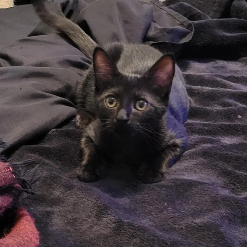 A baby small-sized female Brown / Chocolate Domestic Short Hair cat named Fiona for adoption in Galveston, TX