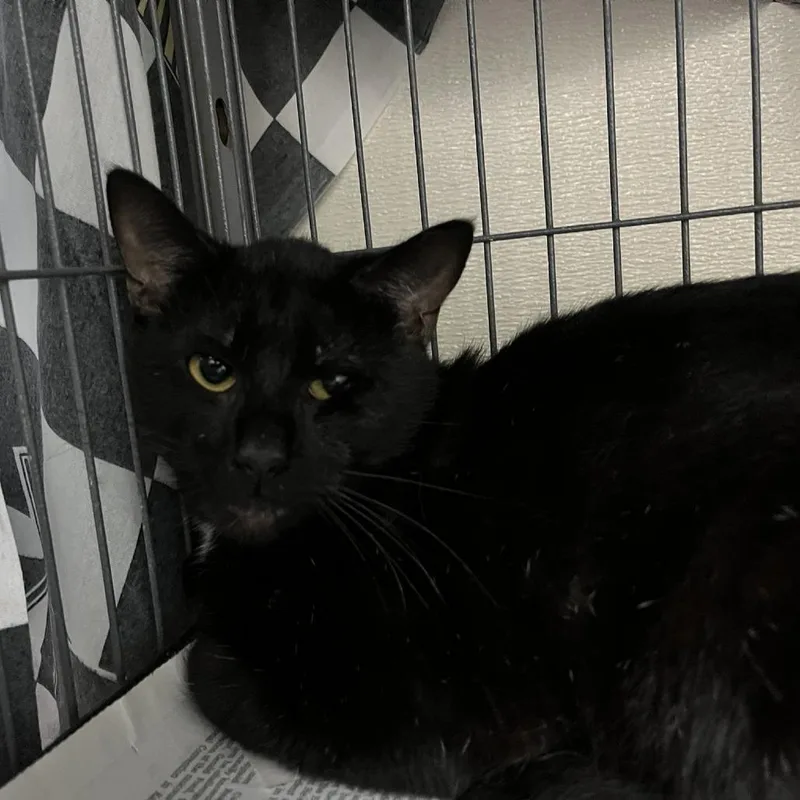 An adult medium-sized male Black Domestic Short Hair cat named Fredward for adoption in Verona, VA
