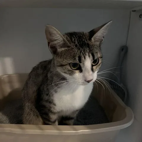 An adult small-sized female Gray / Blue / Silver Domestic Short Hair cat named Spider for adoption in St. Louis, MO